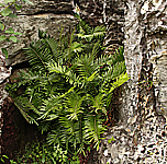 Big frond of Blechnum tabulare.